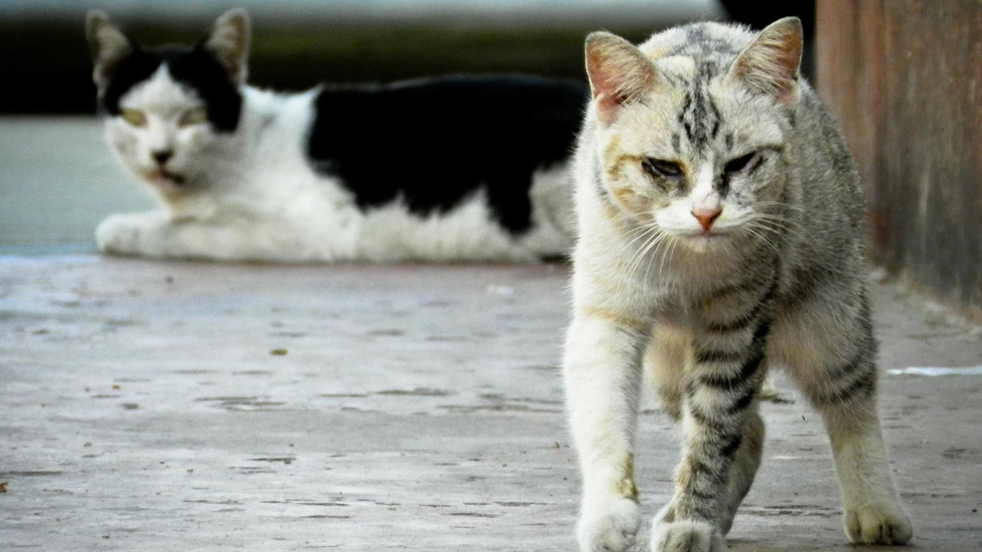 Cómo ahuyentar a los gatos de forma sutil