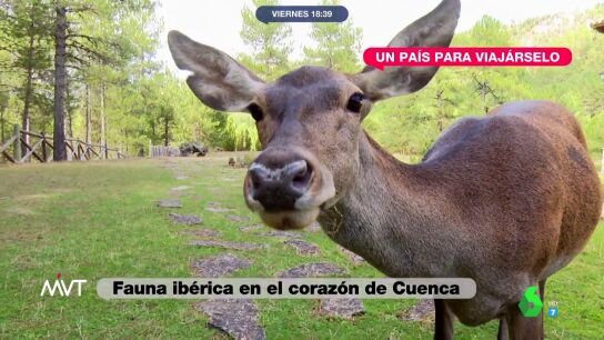  Fauna ib&eacute;rica en el coraz&oacute;n de Cuenca