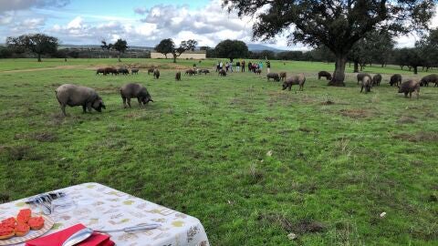 Dehesa. Tajo
