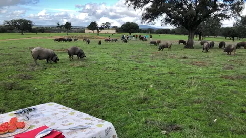 Dehesa. Tajo Dehesa. Tajo