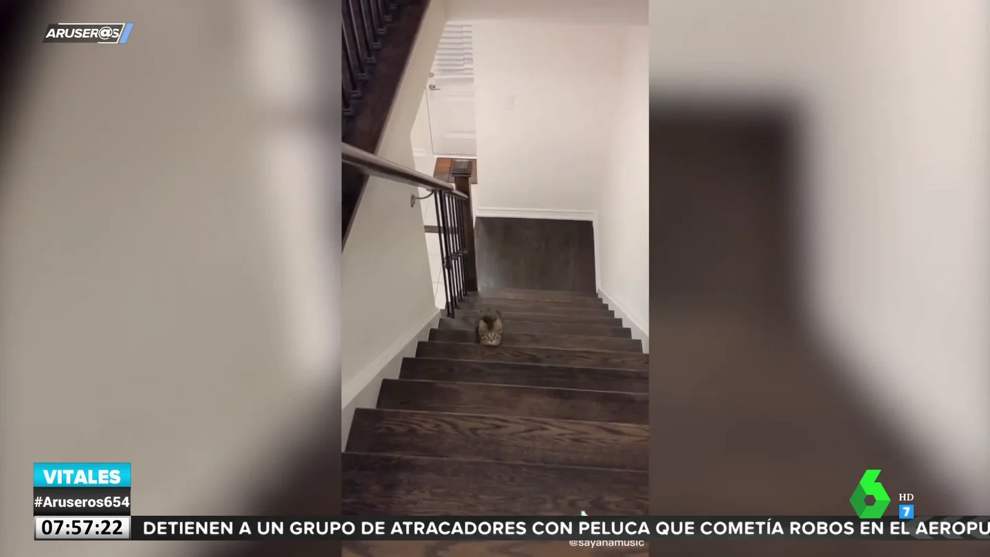 Gato juega a El juego del calamar Gato juega a El juego del calamar