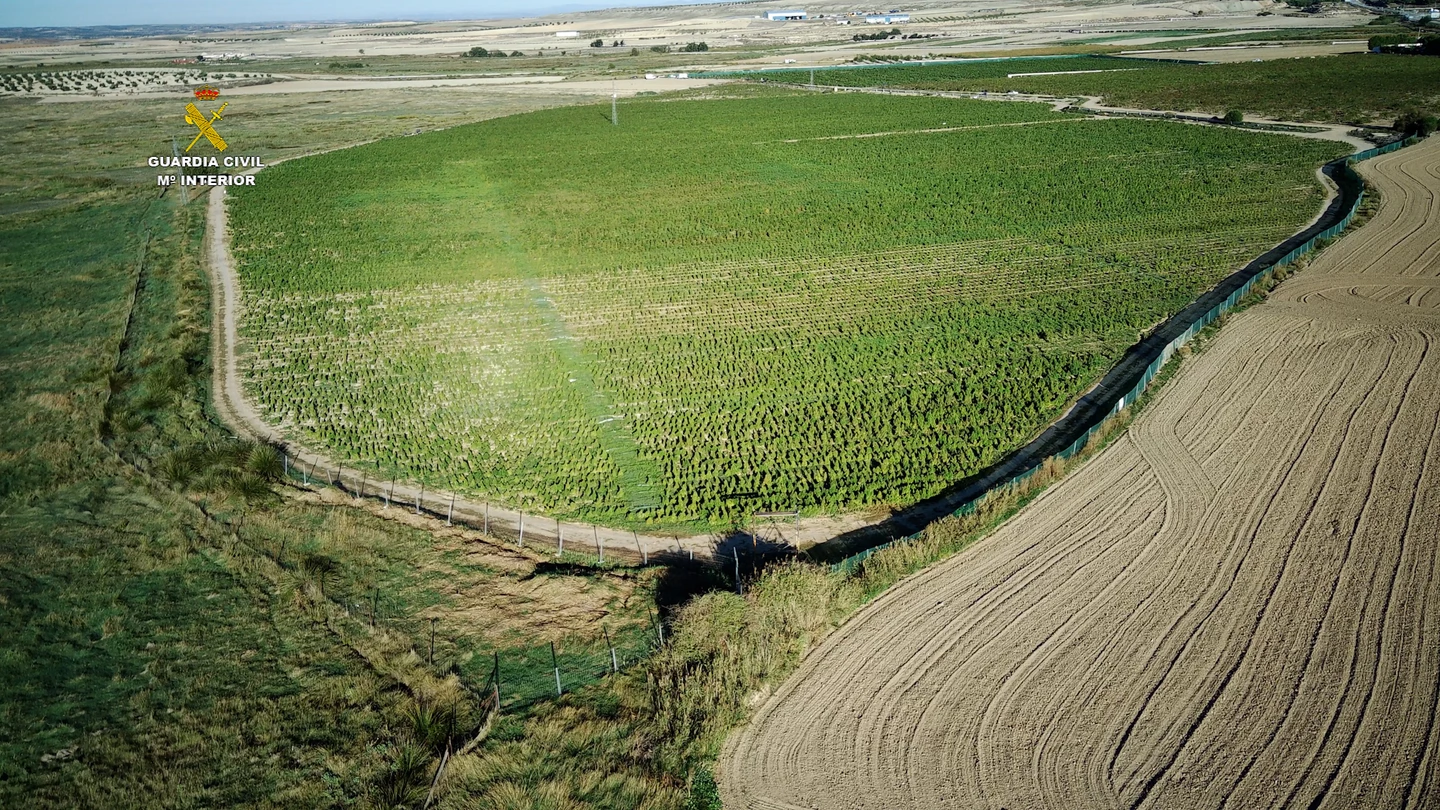 La Guardia Civil desmantela en Toledo la mayor plantación de marihuana de Europa La Guardia Civil desmantela en Toledo la mayor plantación de marihuana de Europa