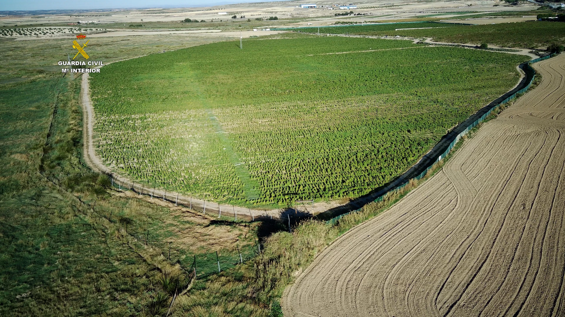 La Guardia Civil desmantela en Toledo la mayor plantación de marihuana de Europa