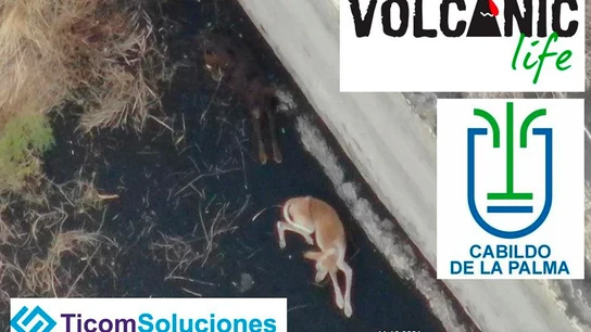 Perros atrapados por el volcán de La Palma Perros atrapados por el volcán de La Palma