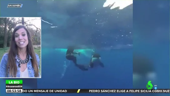 orca orca
