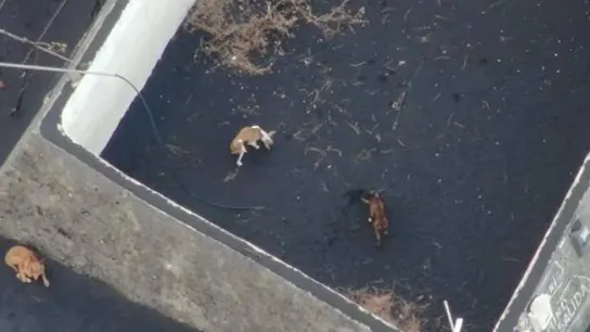 Rescate de los perros atrapados por la lava en La Palma Rescate de los perros atrapados por la lava en La Palma