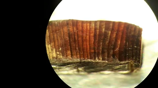 Imagen de microscopio de uno de los fragmentos de madera estudiados Imagen de microscopio de uno de los fragmentos de madera estudiados