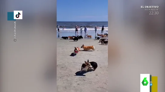 El hilarante caos de una carrera de perros en una playa de EEUU El hilarante caos de una carrera de perros en una playa de EEUU