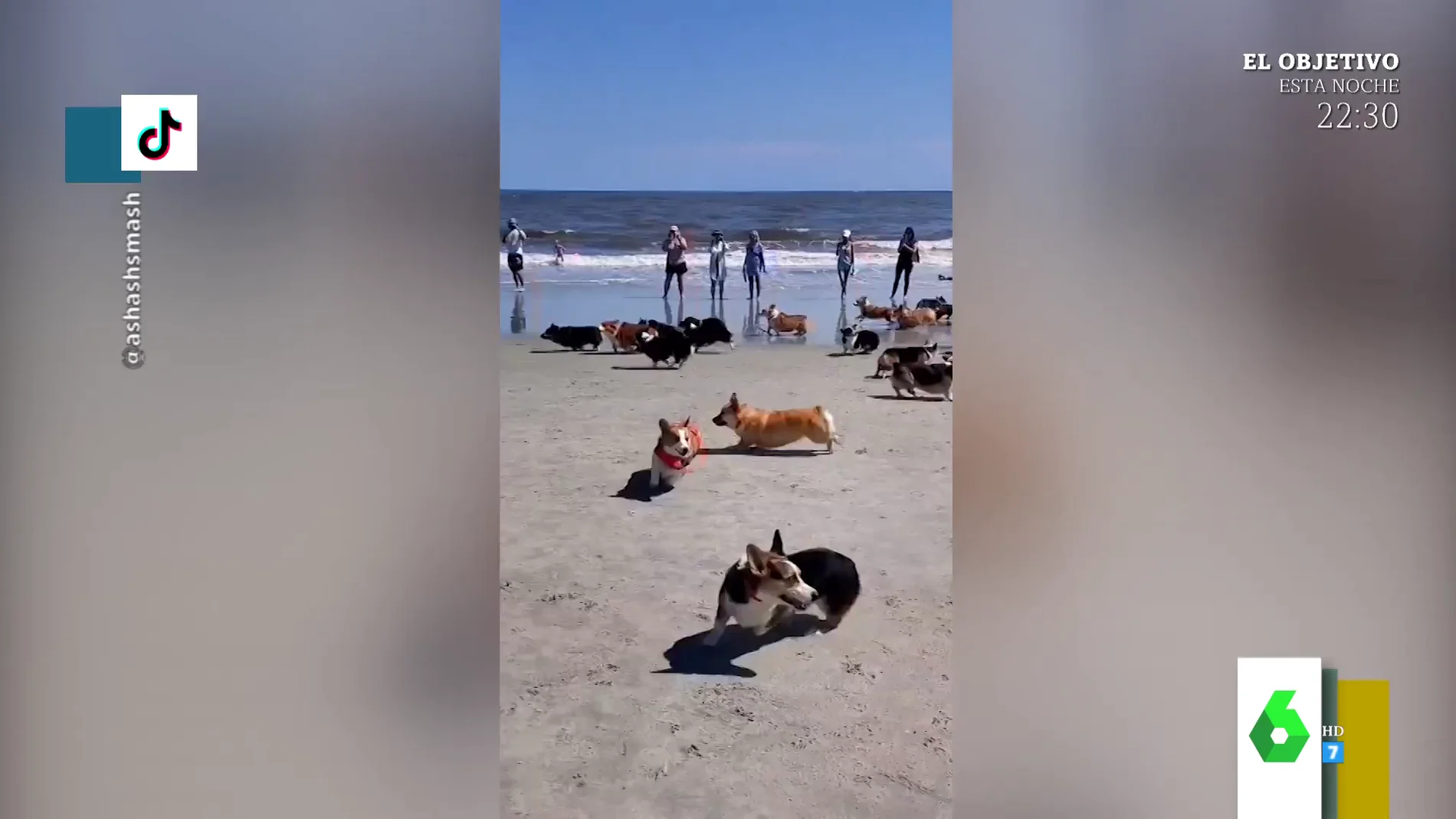 El hilarante caos de una carrera de perros en una playa de EEUU