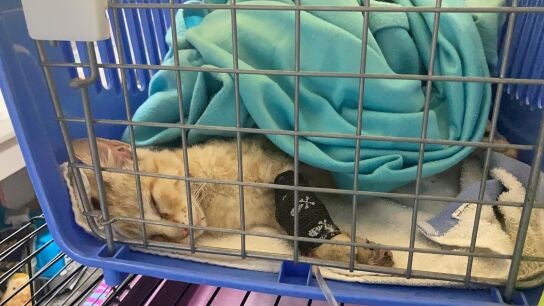 El gato, durante su recuperación