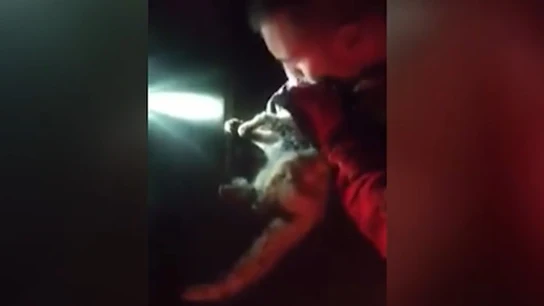 Un militar reanima a un gato Un militar reanima a un gato