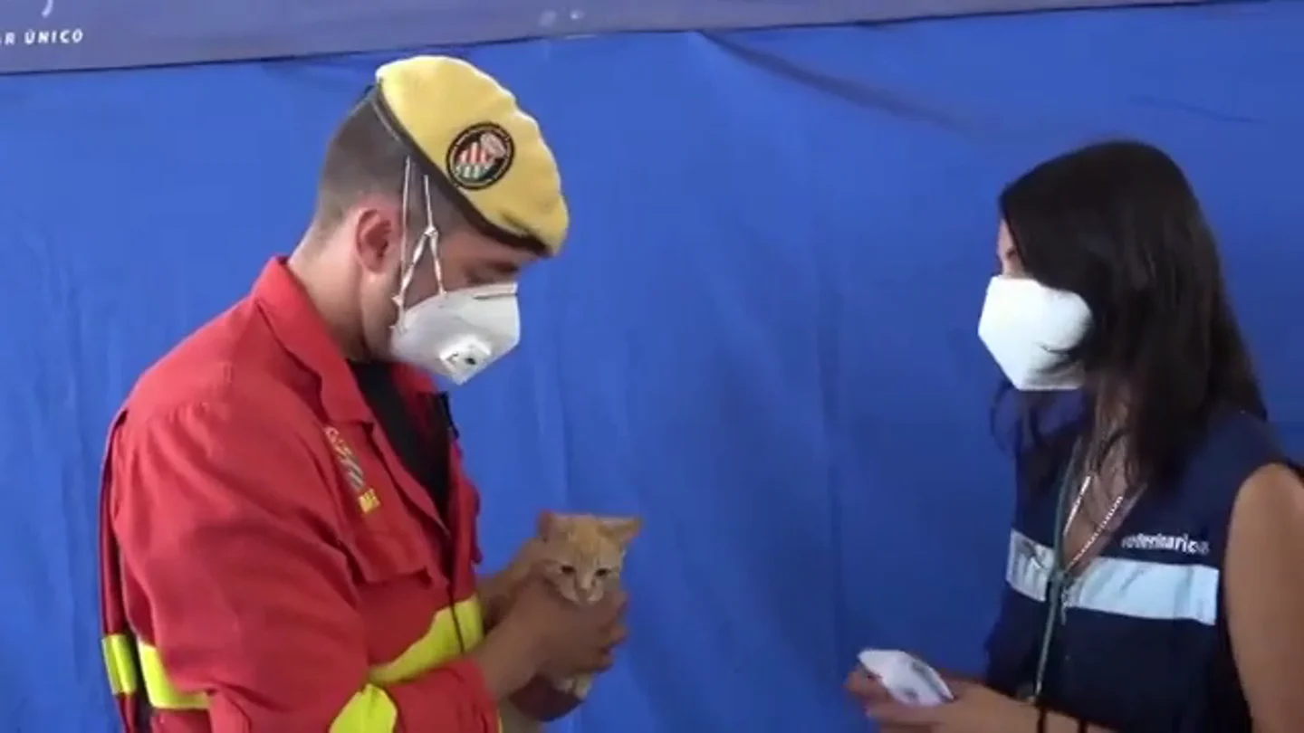 Un militar adopta al gato al que reanimó tras hallarlo asfixiado por cenizas en La Palma Un militar adopta al gato al que reanimó tras hallarlo asfixiado por cenizas en La Palma