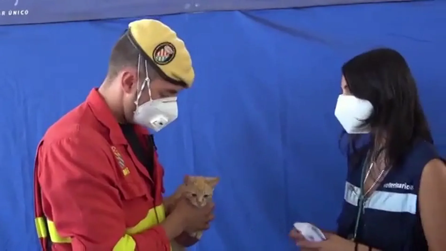 Un militar adopta al gato al que reanimó tras hallarlo asfixiado por cenizas en La Palma