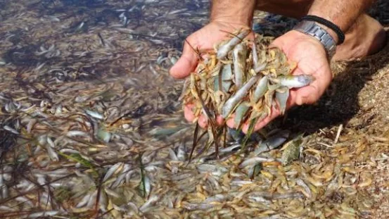 Peces muertos Mar Menor (Agosto 2021)