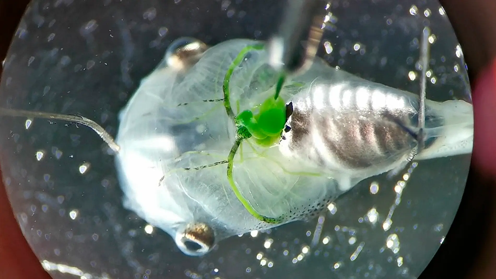 Algas fotosinteticas inyectadas en el corazon de renacuajos suministran oxigeno a sus cerebros