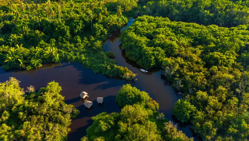 Zona de manglares de San Blas