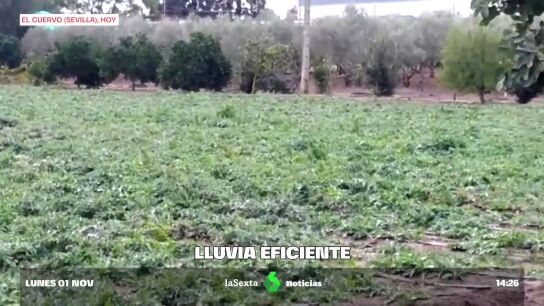 La lluvia eficiente da un respiro al campo