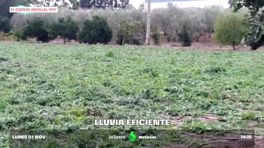 La lluvia eficiente da un respiro al campo La lluvia eficiente da un respiro al campo