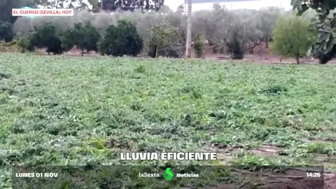 La lluvia eficiente da un respiro al campo La lluvia eficiente da un respiro al campo