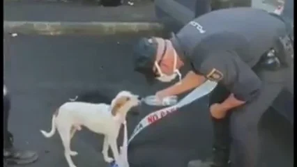 El emotivo rescate de Nemo, un perro encontrado por la Policía tras perderse en La Palma