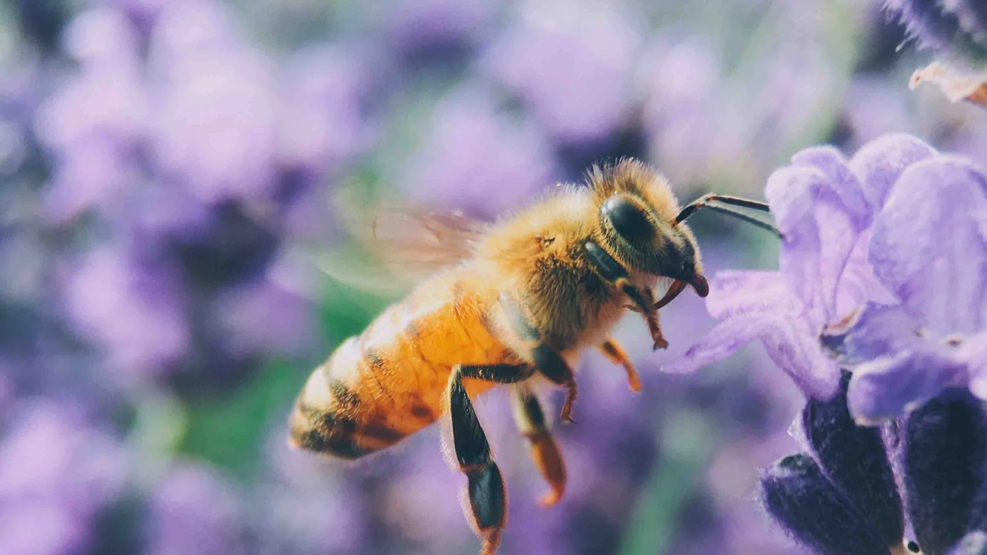 Cómo ahuyentar abejas sin matarlas Cómo ahuyentar abejas sin matarlas