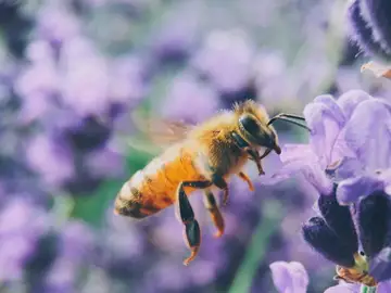  Cómo ahuyentar abejas sin matarlas