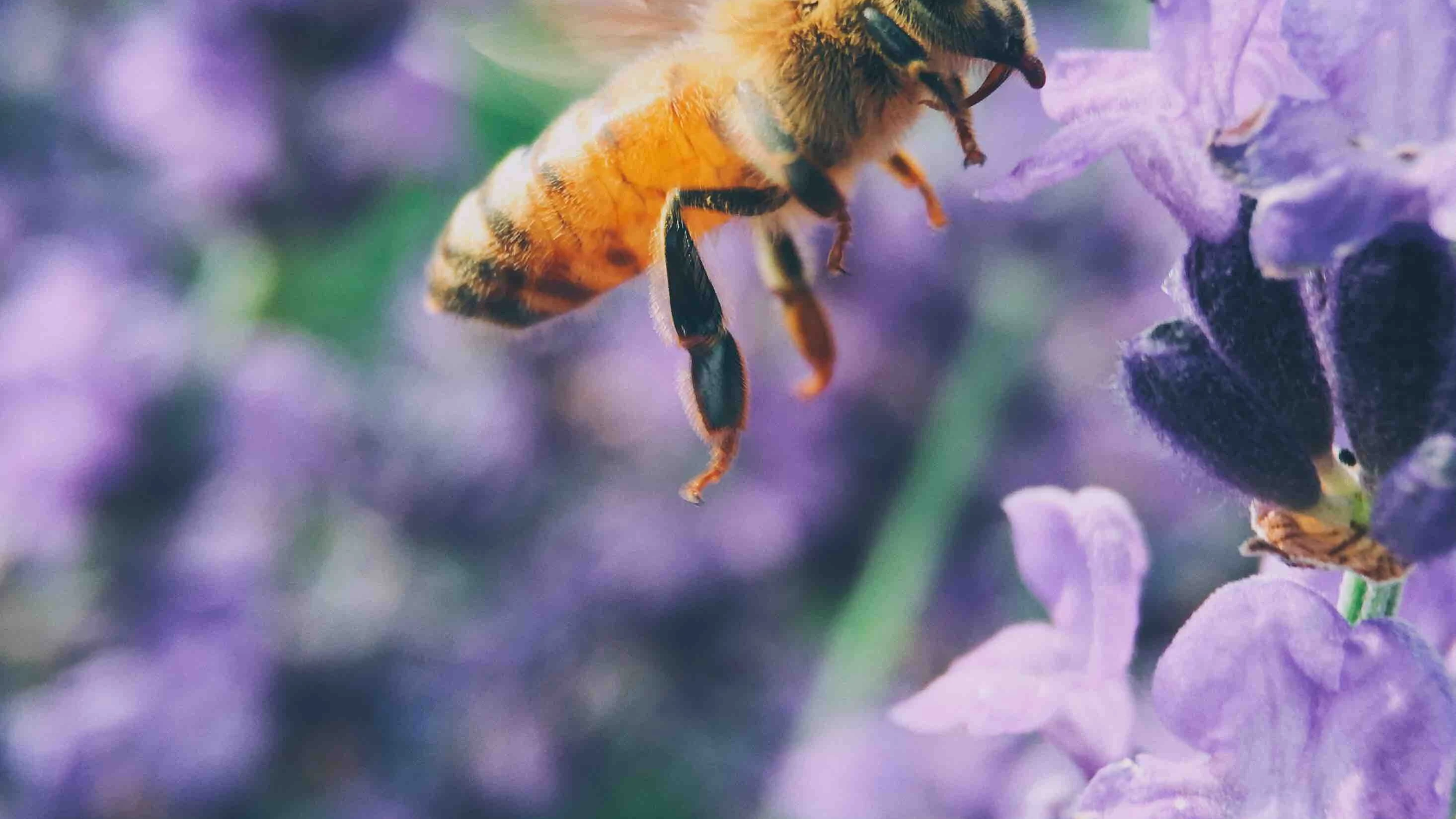  Cómo ahuyentar abejas sin matarlas