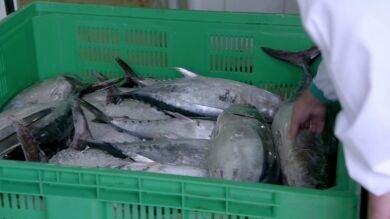 Beneficios del at&uacute;n y del bonito en conserva: estas son las m&aacute;s saludables (sobre todo si quieres perder peso)