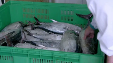 Beneficios del atún y del bonito en conserva: estas son las más saludables (sobre todo si quieres perder peso) Beneficios del atún y del bonito en conserva: estas son las más saludables (sobre todo si quieres perder peso)