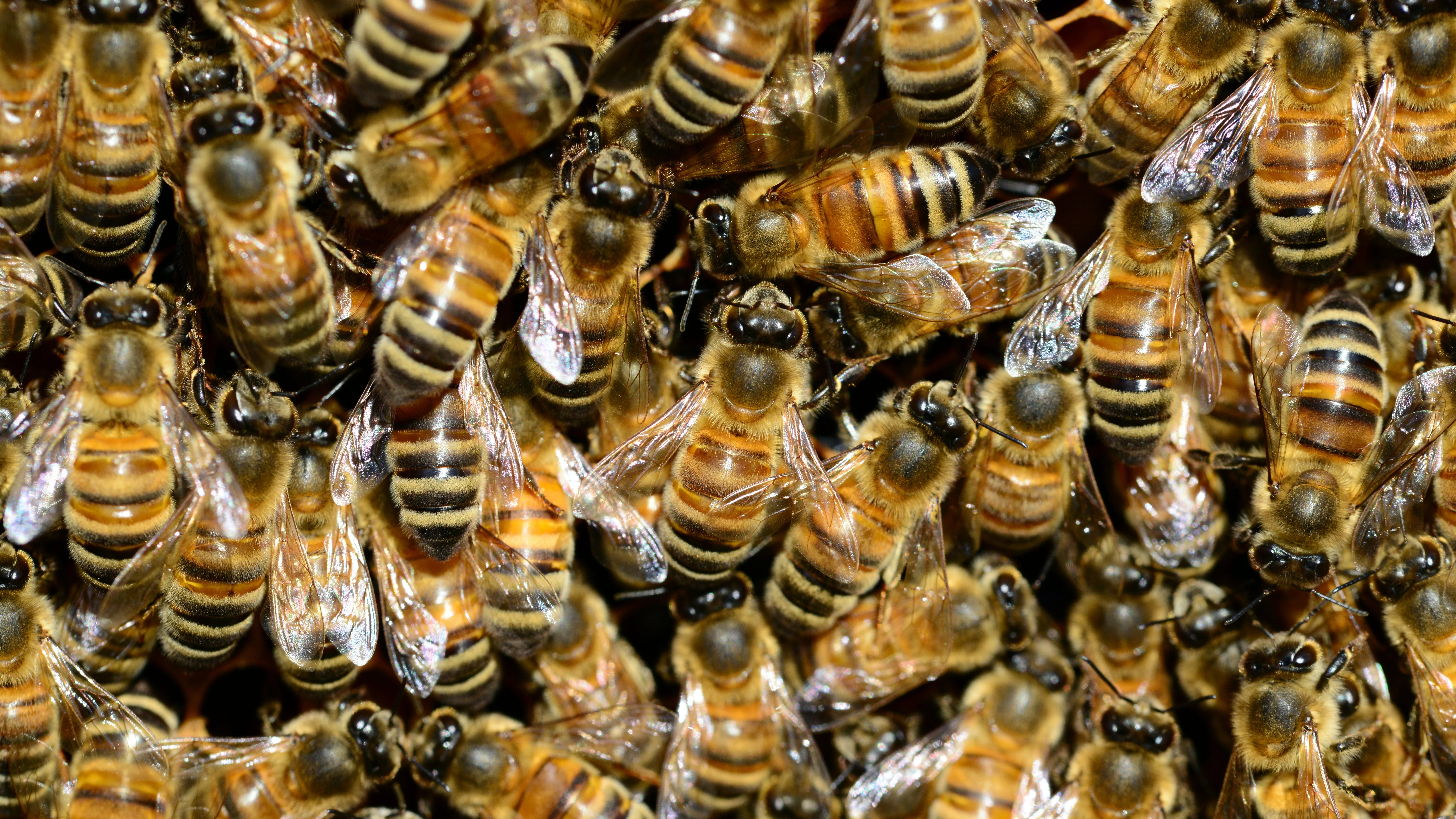 Huye del ataque de unas abejas, se lanza a un lago y muere atacado por las pirañas en Brasil.