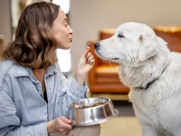 Comida para perros Comida para perros