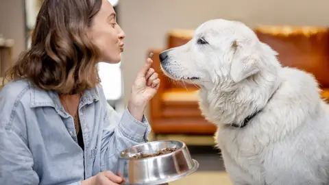 Comida para perros Comida para perros