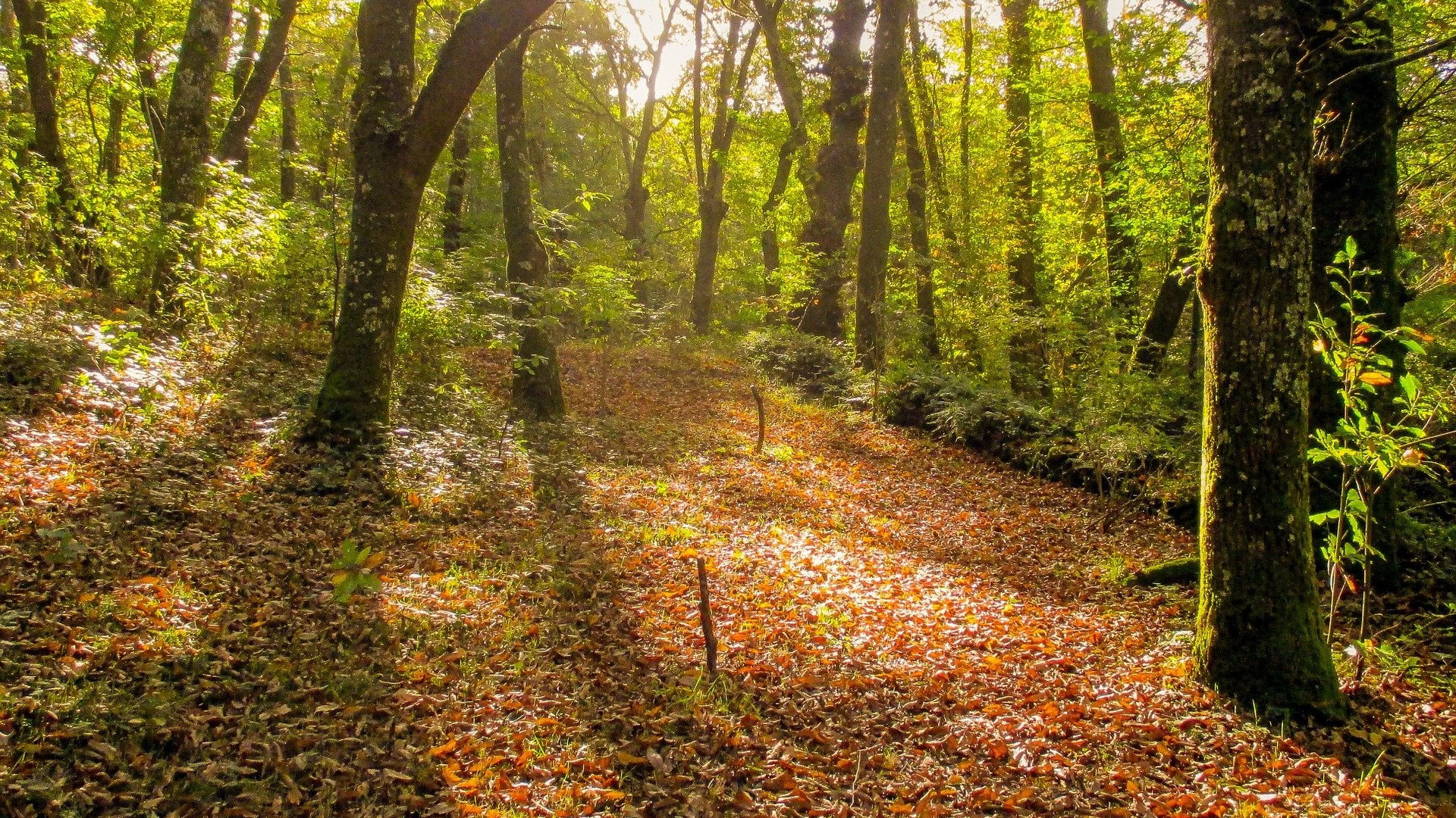 Bosque de España