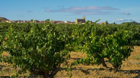 Ribera del Duero