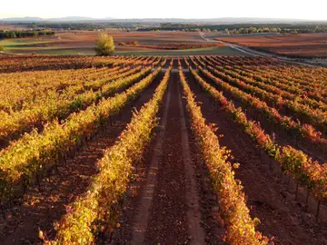 7 experiencias de enoturismo para descubrir la Ribera del Duero 7 experiencias de enoturismo para descubrir la Ribera del Duero