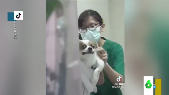 perro perro
