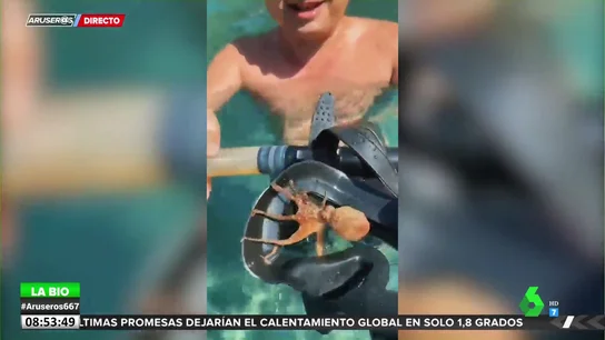 Bebé pulpo Bebé pulpo