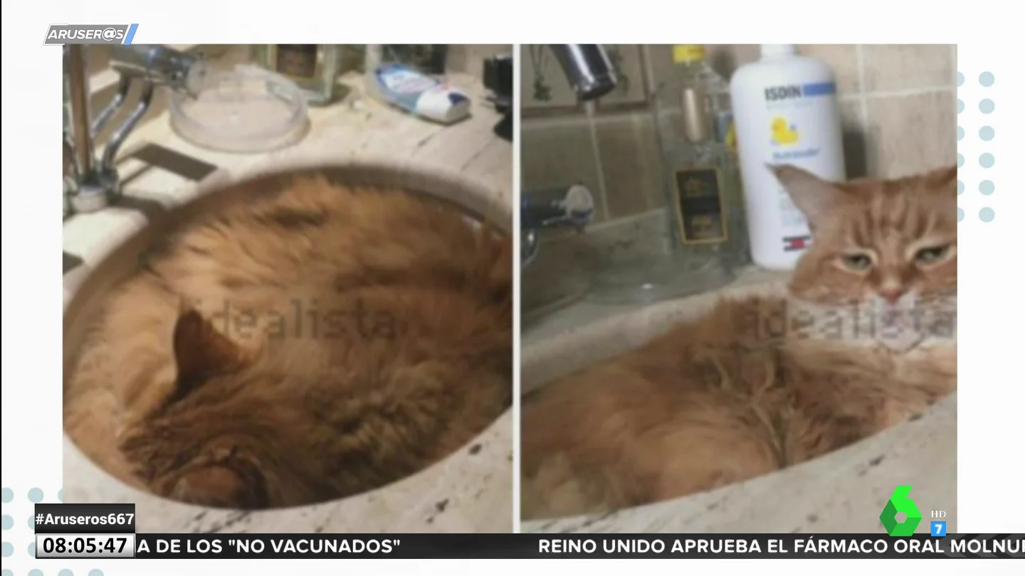 Gato Gato