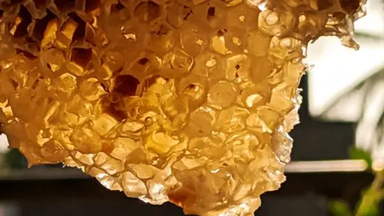 Miel en una colmena Miel en una colmena