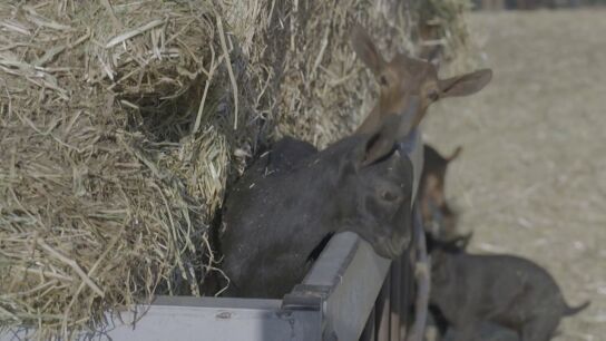 El precio de la carne, ante una inminente subida por el aumento del precio de la energ&iacute;a