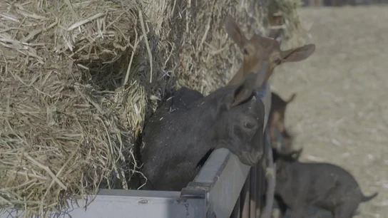 El precio de la carne, ante una inminente subida por el aumento del precio de la energía El precio de la carne, ante una inminente subida por el aumento del precio de la energía