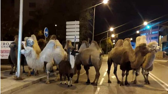 Ocho camellos y una llama deambulan de madrugada por las calles de Madrid tras escaparse de un circo Ocho camellos y una llama deambulan de madrugada por las calles de Madrid tras escaparse de un circo