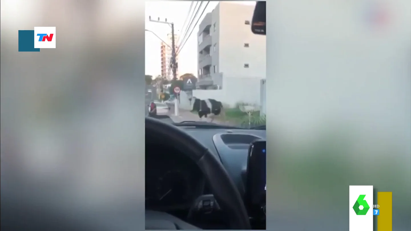 El momento en el que una vaca embiste a un motorista en plena calle El momento en el que una vaca embiste a un motorista en plena calle