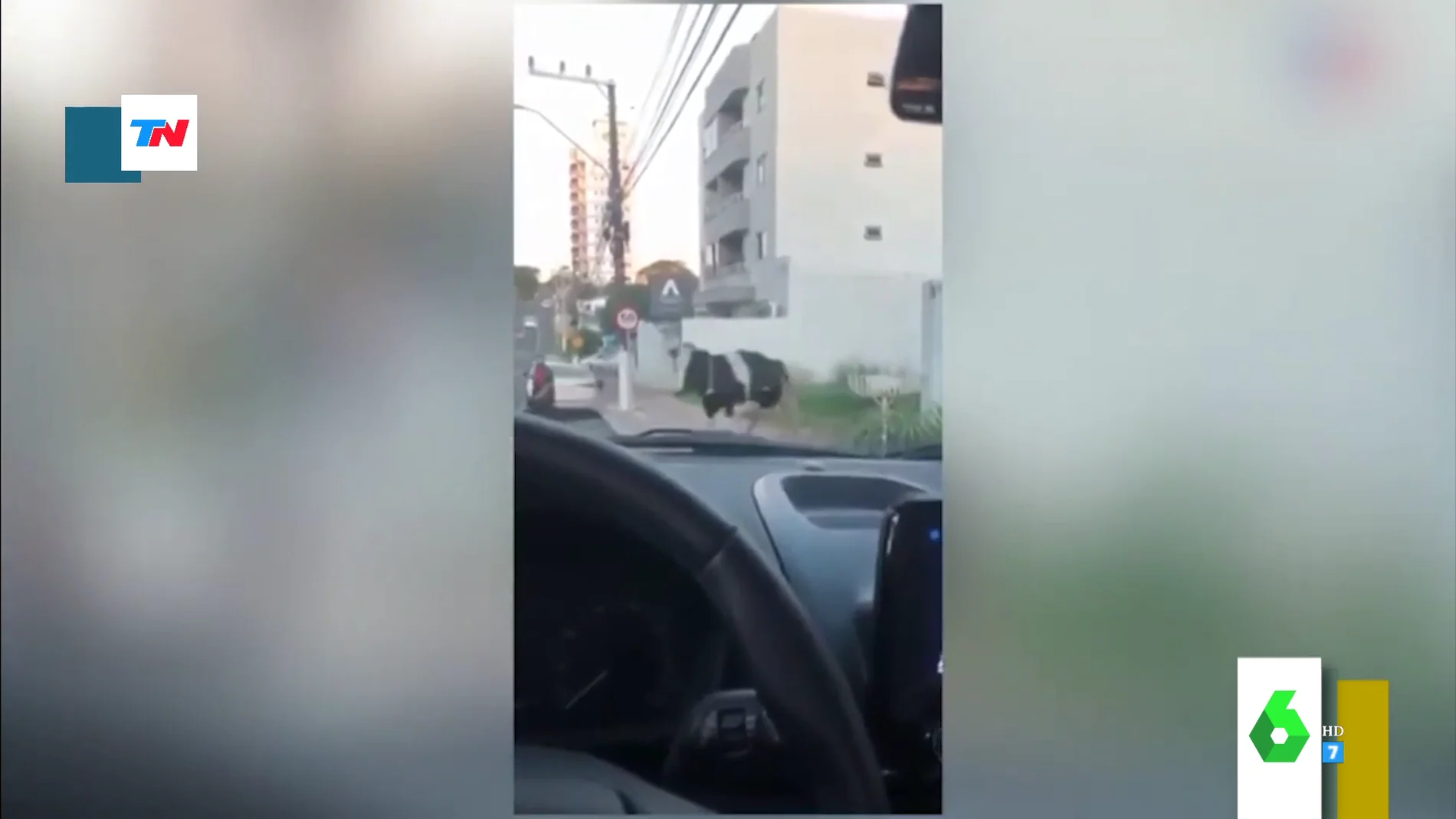 El momento en el que una vaca embiste a un motorista en plena calle