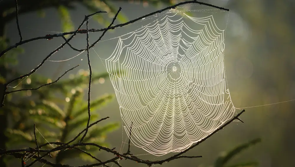 Descubre el material biológico más resistente del mundo: las telarañas de la araña de corteza de Darwin Descubre el material biológico más resistente del mundo: las telarañas de la araña de corteza de Darwin