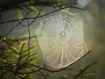 Descubre el material biológico más resistente del mundo: las telarañas de la araña de corteza de Darwin
