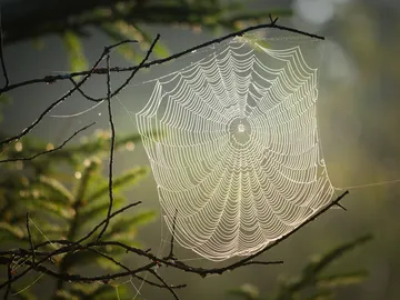 Descubre el material biológico más resistente del mundo: las telarañas de la araña de corteza de Darwin Descubre el material biológico más resistente del mundo: las telarañas de la araña de corteza de Darwin