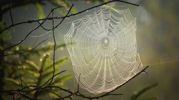 Descubre el material biol&oacute;gico m&aacute;s resistente del mundo: las telara&ntilde;as de la ara&ntilde;a de corteza de Darwin