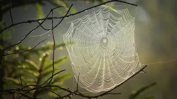 Descubre el material biológico más resistente del mundo: las telarañas de la araña de corteza de Darwin Descubre el material biológico más resistente del mundo: las telarañas de la araña de corteza de Darwin