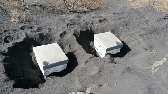 Colmenas rescatadas Colmenas rescatadas